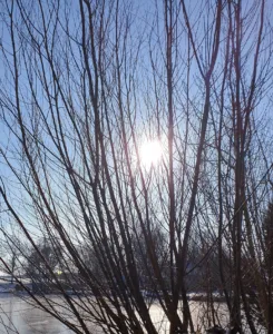 Takken wilgen zon 20210219_133602