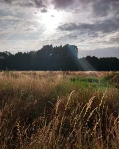 zon veld _IMG_1702367541015